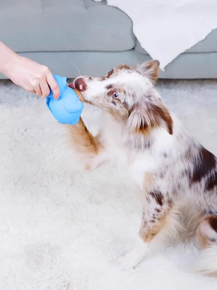 Köpek Diş Kaşıma Bisküvisi - 3 Adet Yedek - L - 6