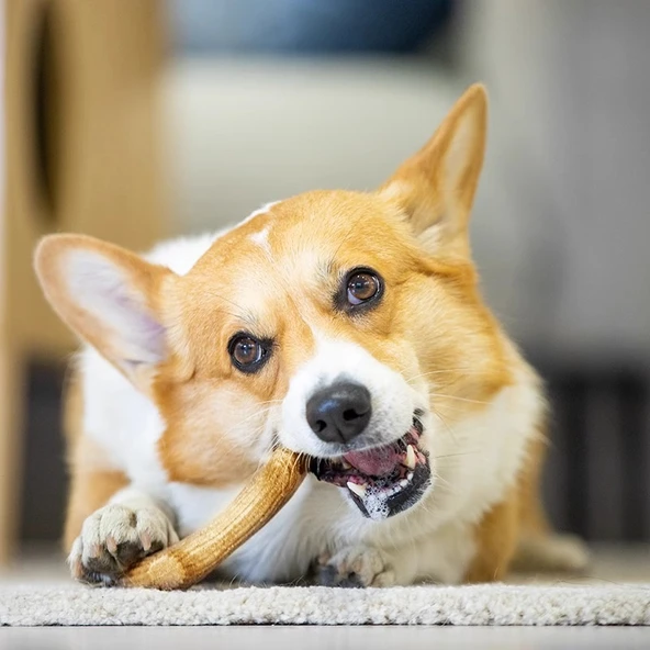 Ahşap Plastik Geyik Boynuzu Köpek Çiğneme Oyuncağı - Diş Bakım ve Isırma - 4