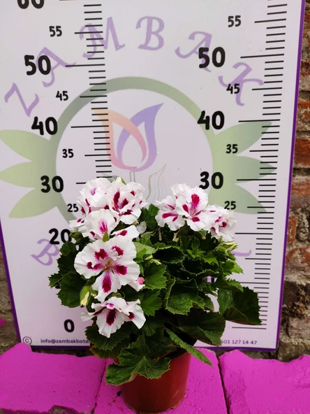 Beyaz mor alcalı Ceylangözü Sardunya (Pelargonium domesticum) - Renkli süs bitkisi - 3