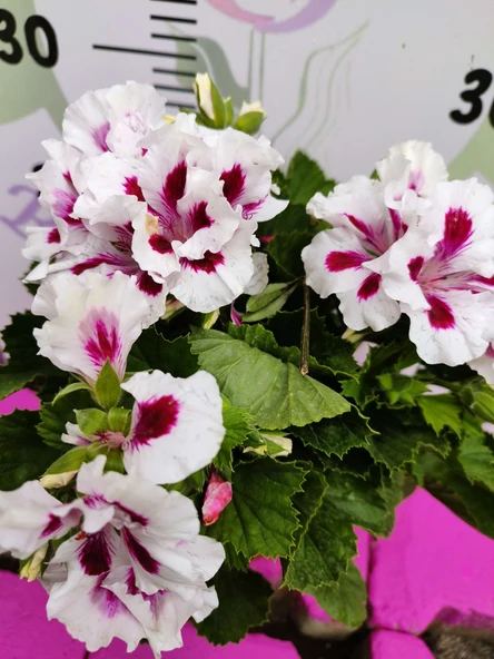 Beyaz mor alcalı Ceylangözü Sardunya (Pelargonium domesticum) - Renkli süs bitkisi