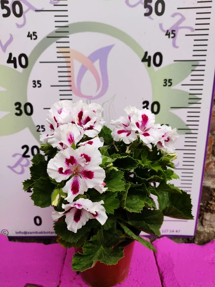 Beyaz mor alcalı Ceylangözü Sardunya (Pelargonium domesticum) - Renkli süs bitkisi - 2