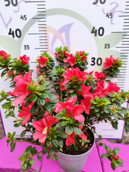 Kırmızı Açelya (Azalea) - Renkli ve Göz Alıcı Çiçekli Bitki 30-40 CM