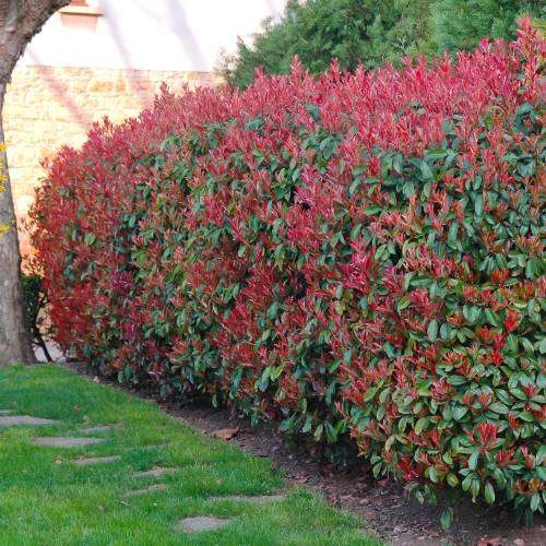 Alev Çalısı (Photinia serratifolia) - Renkli ve Dayanıklı Peyzaj Bitkisi - 4