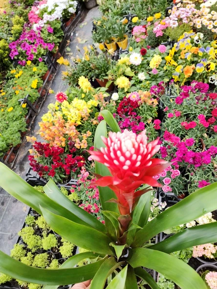 Guzmania Lingulata Hope - Eşsiz ve Renkli İç Mekan Süs Bitkisi - 7