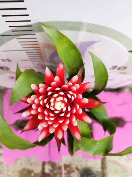 Guzmania Lingulata Hope - Eşsiz ve Renkli İç Mekan Süs Bitkisi