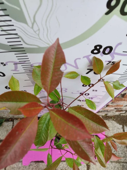 Alev Çalısı (Photinia serratifolia) - Renkli ve Dayanıklı Peyzaj Bitkisi - 2