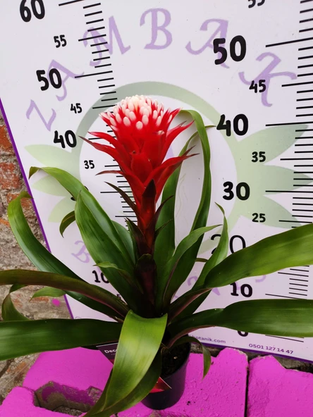 Guzmania Lingulata Hope - Eşsiz ve Renkli İç Mekan Süs Bitkisi - 6