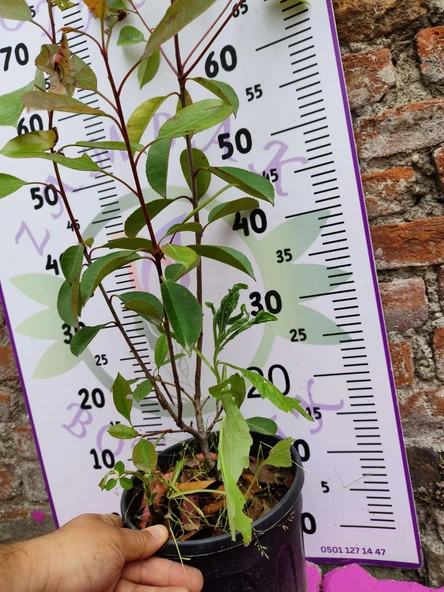 Alev Çalısı (Photinia serratifolia) - Renkli ve Dayanıklı Peyzaj Bitkisi - 3