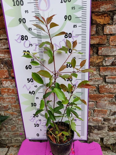 Alev Çalısı (Photinia serratifolia) - Renkli ve Dayanıklı Peyzaj Bitkisi
