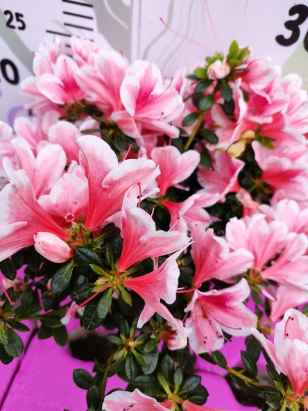 Beyaz Alacalı Pembe Açelya (Azalea) - Zarif ve Renkli Çiçekli Bitki - 2
