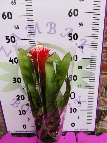 Guzmania Lingulata Hope - Eşsiz ve Renkli İç Mekan Süs Bitkisi - 2