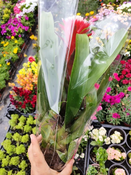 Guzmania Lingulata Hope - Eşsiz ve Renkli İç Mekan Süs Bitkisi - 3