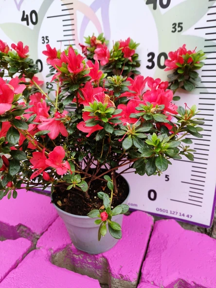 Kırmızı Açelya (Azalea) - Renkli ve Göz Alıcı Çiçekli Bitki 30-40 CM - 4