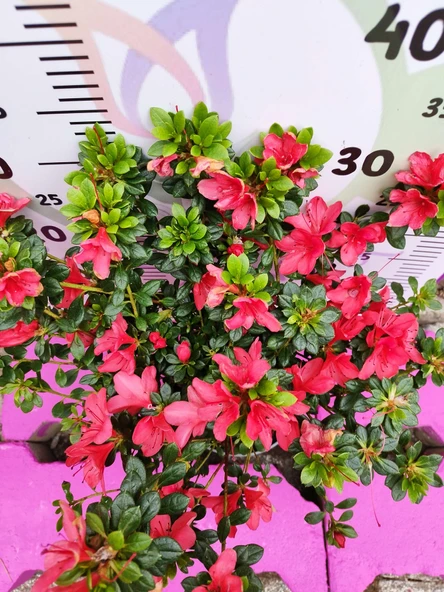 Kırmızı Açelya (Azalea) - Renkli ve Göz Alıcı Çiçekli Bitki 30-40 CM - 3