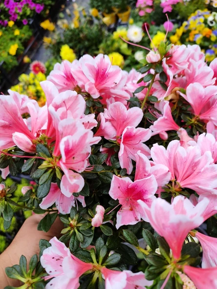 Beyaz Alacalı Pembe Açelya (Azalea) - Zarif ve Renkli Çiçekli Bitki - 4