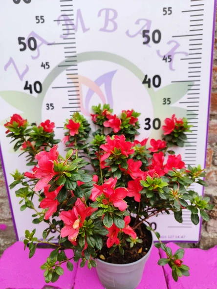 Kırmızı Açelya (Azalea) - Renkli ve Göz Alıcı Çiçekli Bitki 30-40 CM - 2