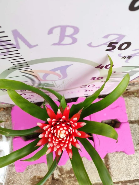 Guzmania Lingulata Hope - Eşsiz ve Renkli İç Mekan Süs Bitkisi - 5