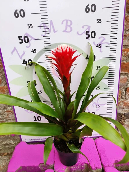 Guzmania Lingulata Hope - Eşsiz ve Renkli İç Mekan Süs Bitkisi - 4