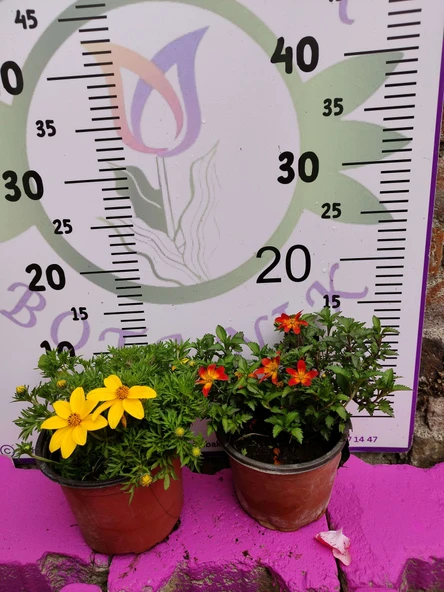 Yoğun Kokulu Sarı ve Kırmızı Bidens (2 adet) - Asteraceae Ailesine Ait Çiçekli Bahçe Bitkisi - 2