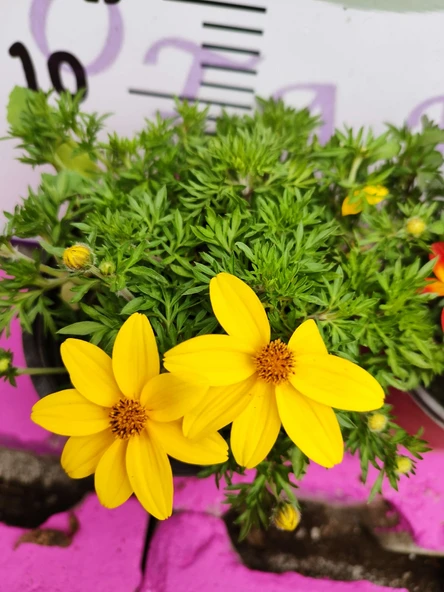 Yoğun Kokulu Sarı ve Kırmızı Bidens (2 adet) - Asteraceae Ailesine Ait Çiçekli Bahçe Bitkisi - 4