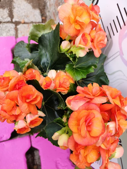 Turuncu Begonia Hiemalis - Göz Alıcı ve Renkli Sezonluk Süs Bitkisi (Çok Yıllık)