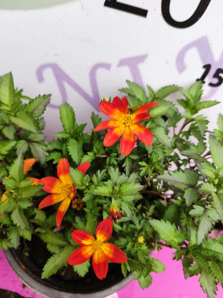 Yoğun Kokulu Sarı ve Kırmızı Bidens (2 adet) - Asteraceae Ailesine Ait Çiçekli Bahçe Bitkisi - 3