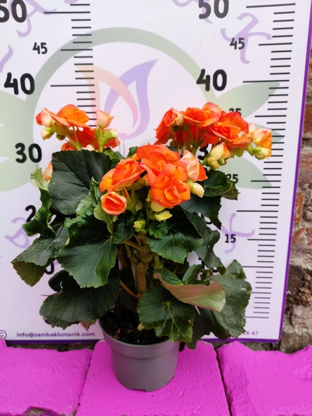 Turuncu Begonia Hiemalis - Göz Alıcı ve Renkli Sezonluk Süs Bitkisi (Çok Yıllık) - 2
