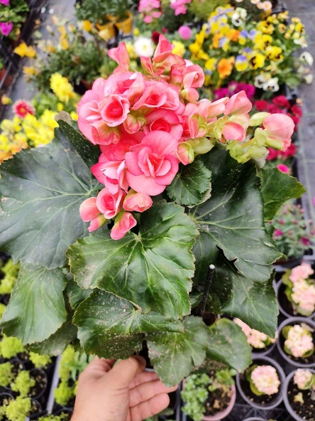 Pembe Begonia Hiemalis - Renkli ve Göz Alıcı Sezonluk Çok Yıllık İç Mekan Bitkisi