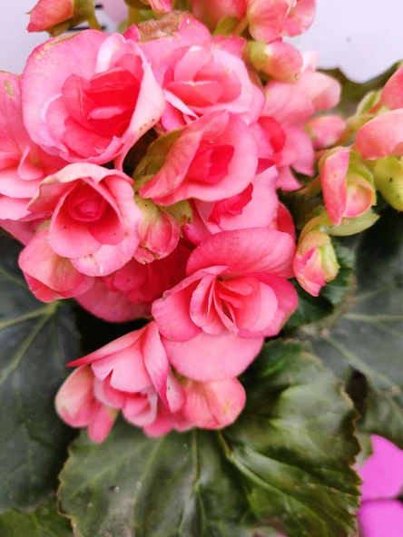 Pembe Begonia Hiemalis - Renkli ve Göz Alıcı Sezonluk Çok Yıllık İç Mekan Bitkisi - 2