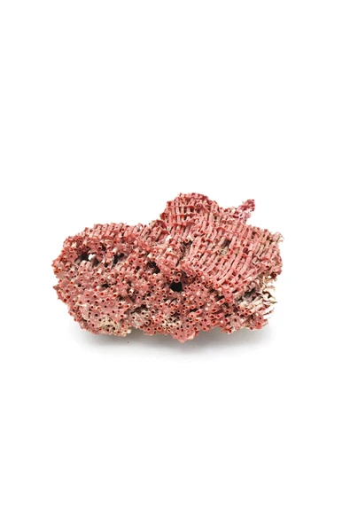Hakiki Doğal Kırmızı Mercan Kaya Parçası 96 Gram - 3