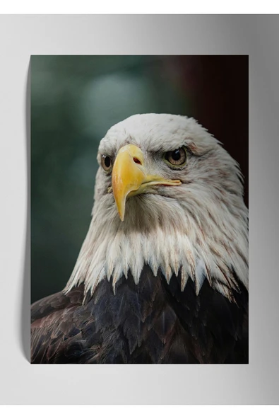 Kartal Eagle - Metal Poster Tablo