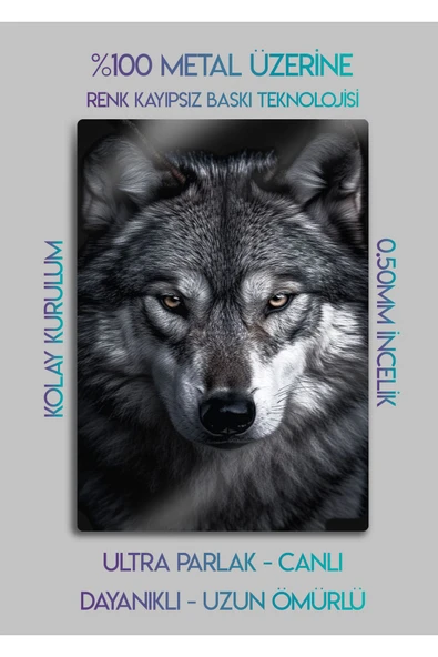 Alfa Kurt - Metal Baskı Duvar Tablosu - 2