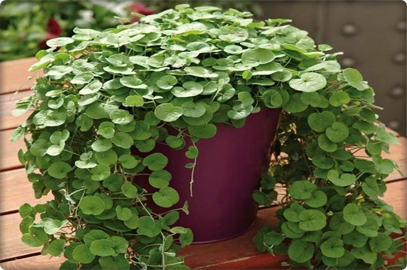 Fare Kulağı - Dichondra Repens(1 kg) orijinal kutu - 6