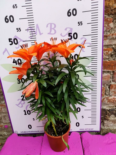Kavak Desenli Zambak (Lilium bulbiferum) - Renkli ve Kokulu İç Mekan Bitkisi - 4