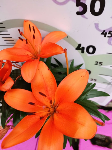 Kavak Desenli Zambak (Lilium bulbiferum) - Renkli ve Kokulu İç Mekan Bitkisi