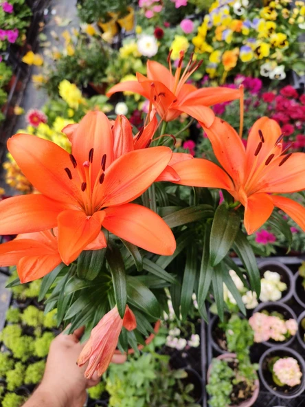 Kavak Desenli Zambak (Lilium bulbiferum) - Renkli ve Kokulu İç Mekan Bitkisi - 3
