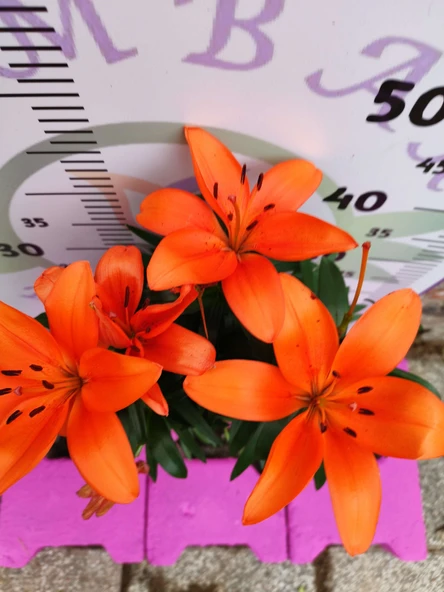 Kavak Desenli Zambak (Lilium bulbiferum) - Renkli ve Kokulu İç Mekan Bitkisi - 2