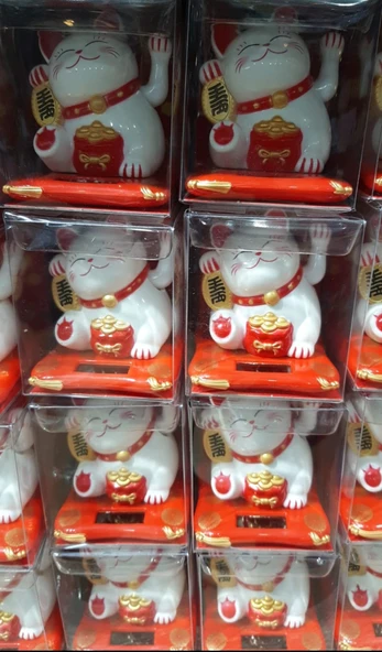 Şanslı Kedi