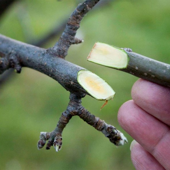 AŞI VE BUDAMA MACUNU 250 GR BLUE GUARD SIVI AŞILAMA MACUNU - 4