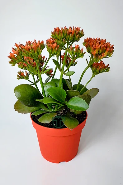 Kalanchoe Blossfeldiana çiçek açan sukulent Flaming Katy 12 cm saksıda