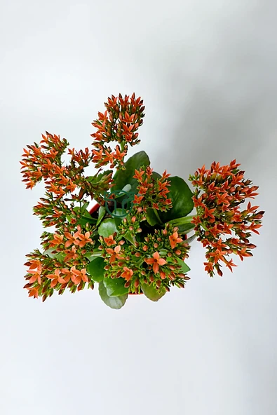 Kalanchoe Blossfeldiana çiçek açan sukulent Flaming Katy 12 cm saksıda - 4
