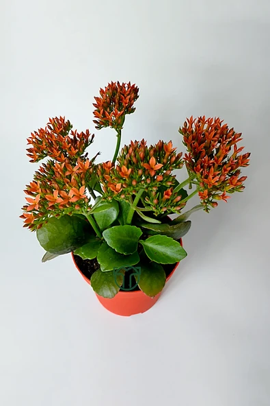 Kalanchoe Blossfeldiana çiçek açan sukulent Flaming Katy 12 cm saksıda - 3