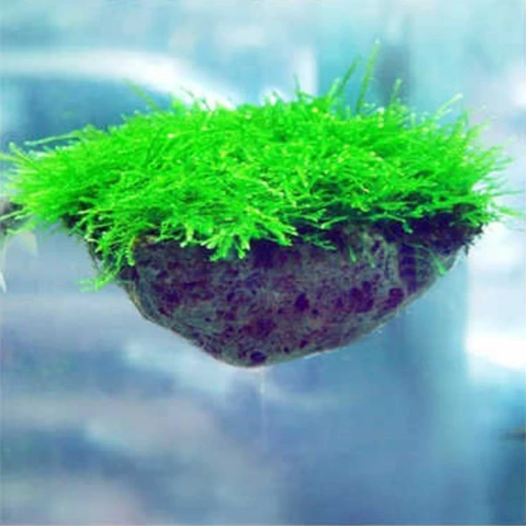 Uçan Kaya Akvaryum Aksesuarı Dekoru 6-9 CM ( 1 Adet ) - 3