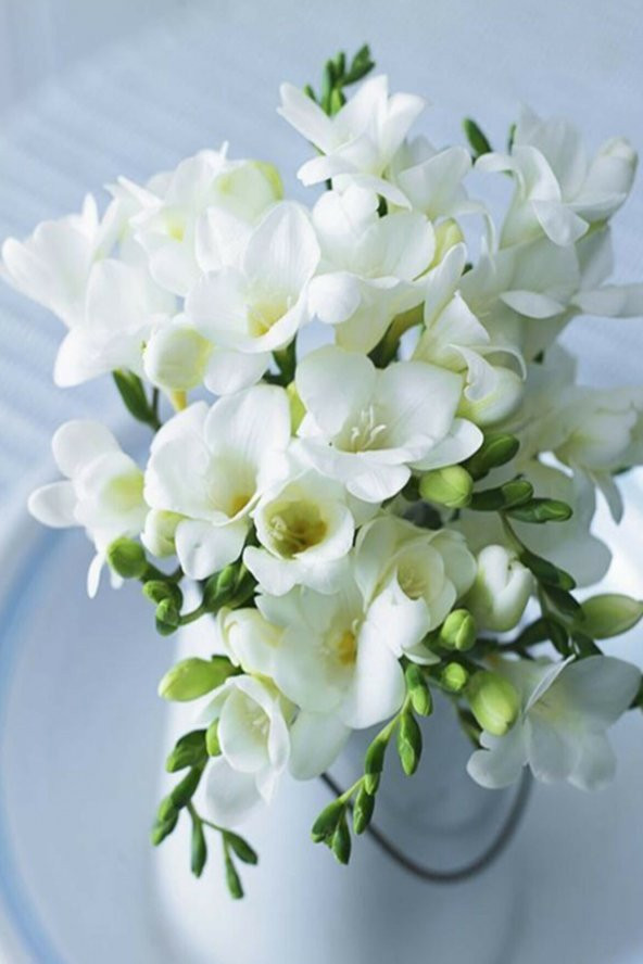 NET TARIM 10 Adet Beyaz Frezya Çiçeği Soğanı Mis Kokulu Katmerli