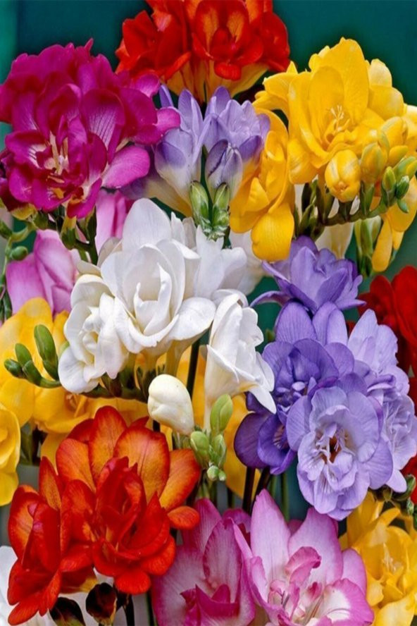 NET TARIM 10 Adet Karışık Renk Frezya Çiçeği Soğanı Mis Kokulu Katmerli