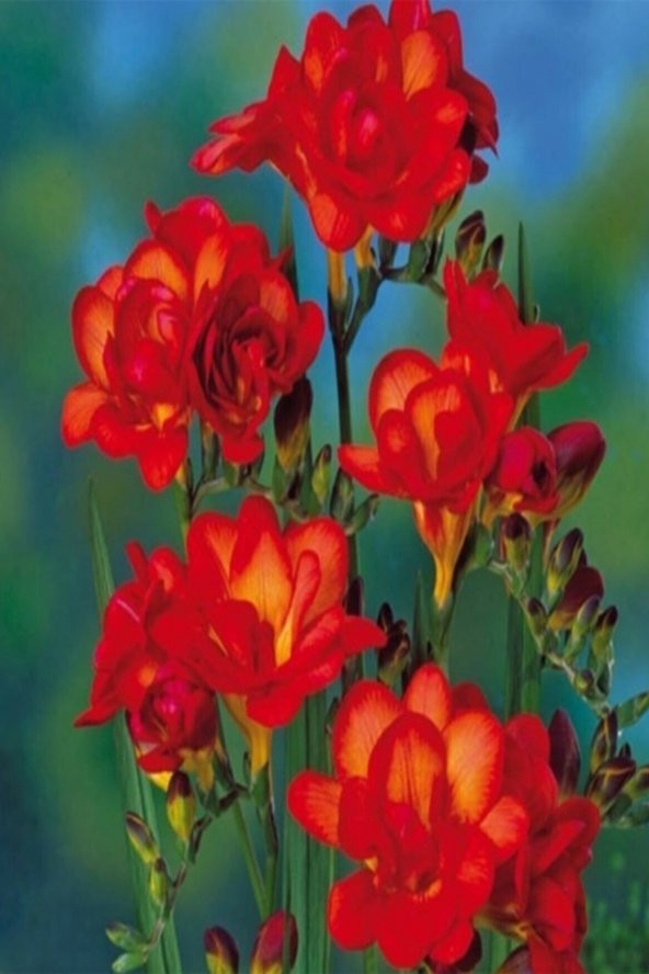 NET TARIM 10 Adet Kırmızı Frezya Çiçeği Soğanı Mis Kokulu Katmerli