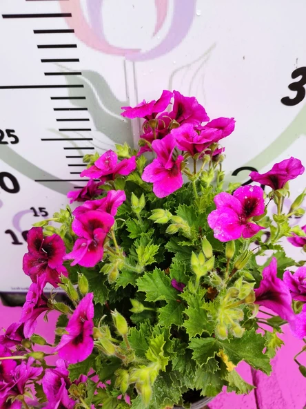 Mor Alacalı Ceylangözü Sardunya (PELARGONİUM DOMESTİCUM) - Renkli Süs Bitkisi - 2