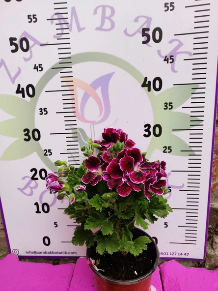 Bordo Ceylangözü Sardunya (PELARGONİUM DOMESTİCUM) - Renkli Süs Bitkisi - 4