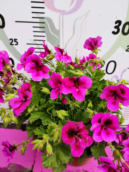 Mor Alacalı Ceylangözü Sardunya (PELARGONİUM DOMESTİCUM) - Renkli Süs Bitkisi