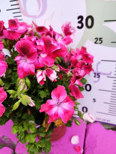 Pembe Ceylangözü Sardunya (PELARGONİUM DOMESTİCUM) - Renkli Süs Bitkisi - 3